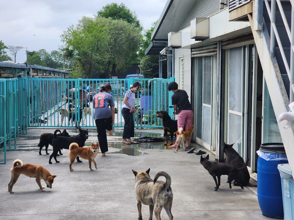 關懷動物2圖片
